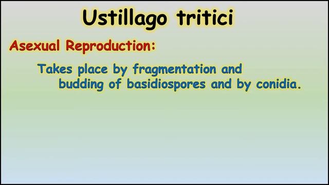 Yeast, Ustillago tritici and Penicillium смотреть онлайн