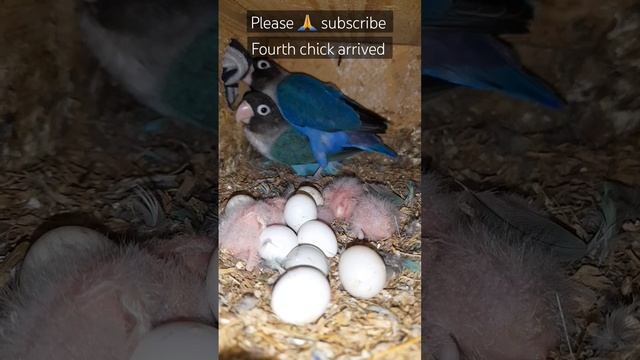 Miracle of Life: Fourth African Lovebird Chick Hatches in Our Twelve-Egg Family! 🐣💖" смотреть онлайн