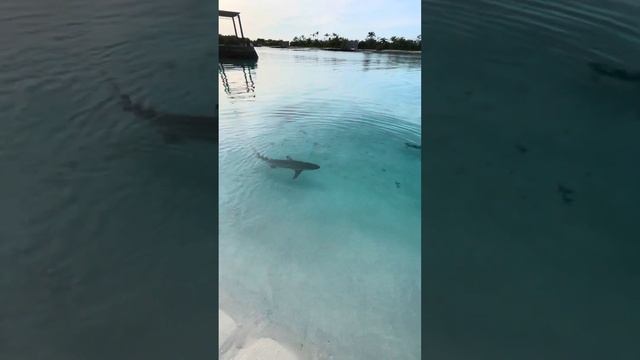 Акулы (убийцы)😆😆😆 смотреть онлайн