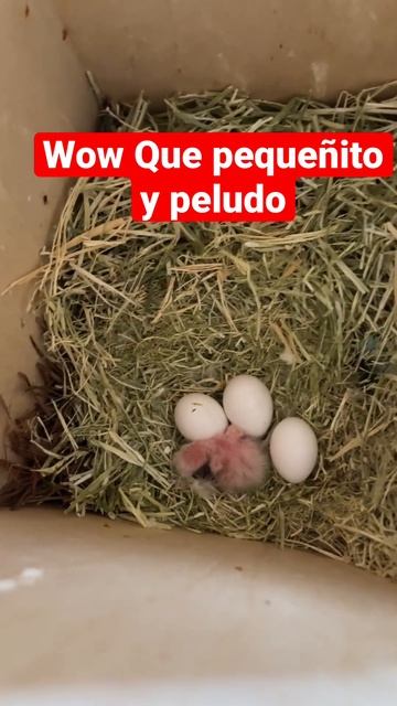 Baby lovebird primer día #family #viral #instagood #birds #happy #love #hastag #nature #lovebird#fu смотреть онлайн