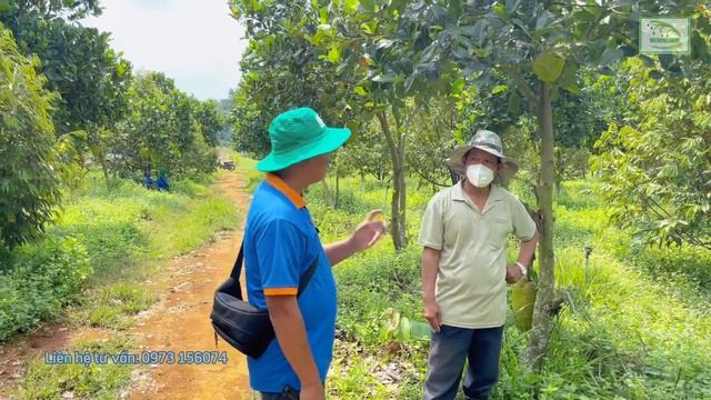 Cách Sử Dụng Trichoderma Trên Sầu Riêng Hiệu Quả Cao