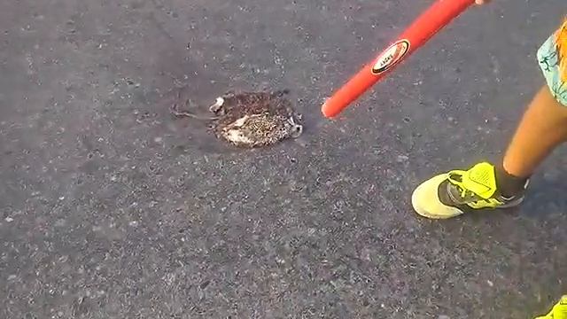 Раздавили ёжика смотреть онлайн