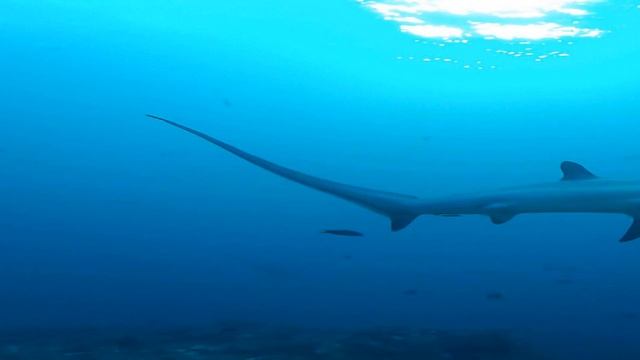 Thresher Shark смотреть онлайн