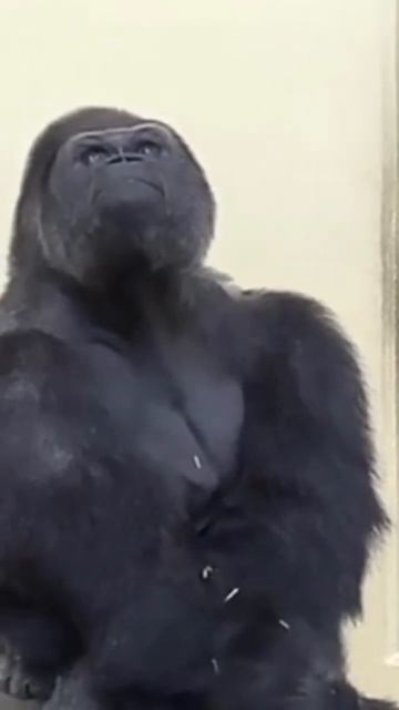 #гитара семиструнная #горилла #gorilla #мем смотреть онлайн