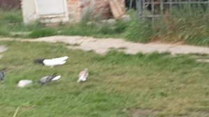 Николаевские голуби г Обоянь