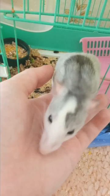 крыса облизывает пальцы #крыса #крысадамбо #животные #грызуны смотреть онлайн