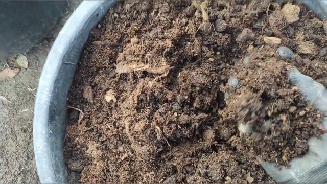 How To Plant Blueberries In The Pot #blueberry #foryou #garden #berry  #plants #borovnica