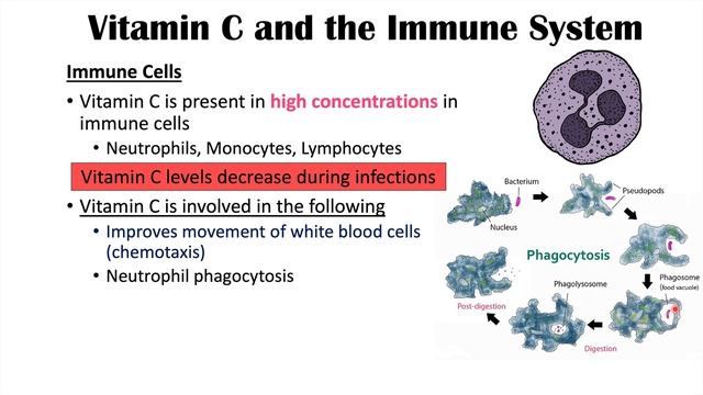 Vitamin C and the Immune System | Roles of Vitamin C in Respiratory Infections смотреть онлайн