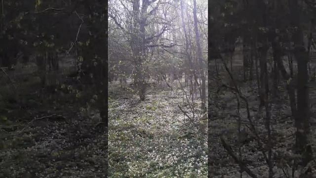 Шведский лес