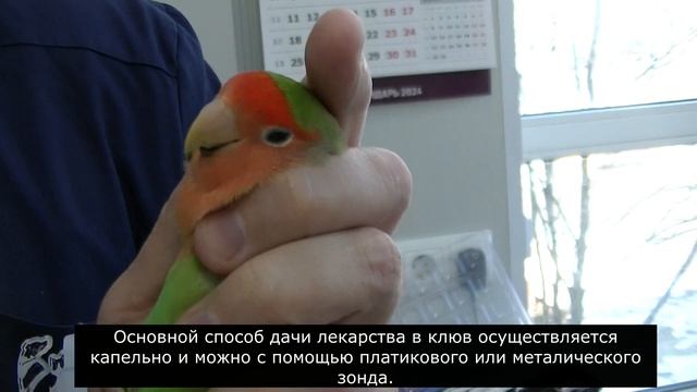 Школа ветврача орнитолога . Как правильно давать лекарственные препараты в клюв попугаю. 27.03.202 смотреть онлайн