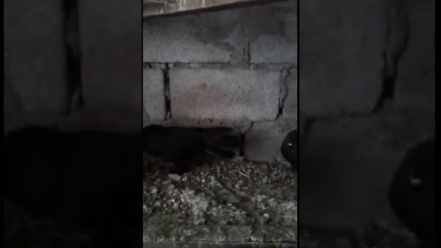 Андижанские голуби Ибрагима (Киргизия.Ошская обл. г.Карасу) узбекские голуби смотреть онлайн