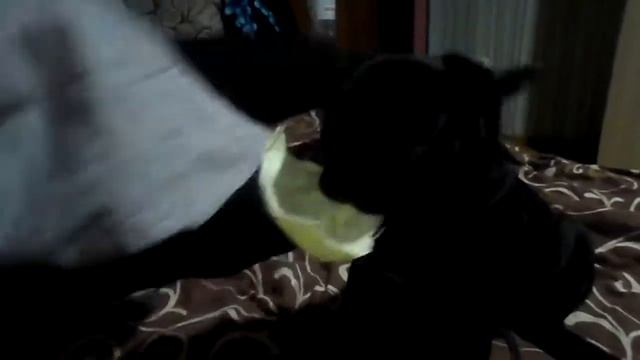 / Мопс трюфель ест капусту / Pug Truffle Eating Cabbage /