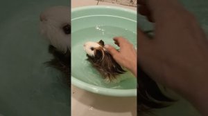 Василиса купается. Как купается длинношёрстная морская свинка.