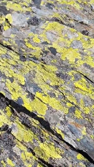 Los LÍQUENES De Las Rocas De Los PIRINEOS #shorts