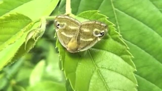 ベッコウハゴロモ/Ricania japonica 01_ガイコツ山 смотреть онлайн