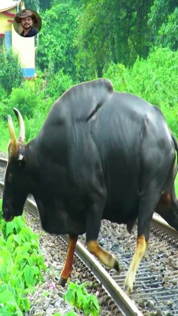 #jasoprakas #gaur#bison смотреть онлайн