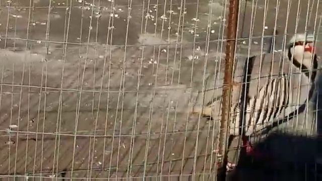Кабки Шаҳритус смотреть онлайн
