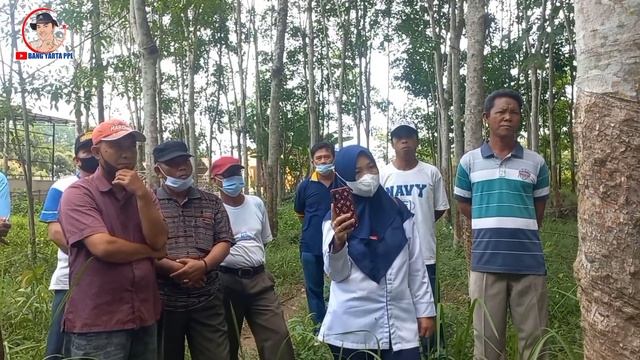 Kenali dan Kendalikan Jamur Akar Putih pada Tanaman Karet смотреть онлайн