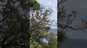 Прогулка по Кореизу.Крым