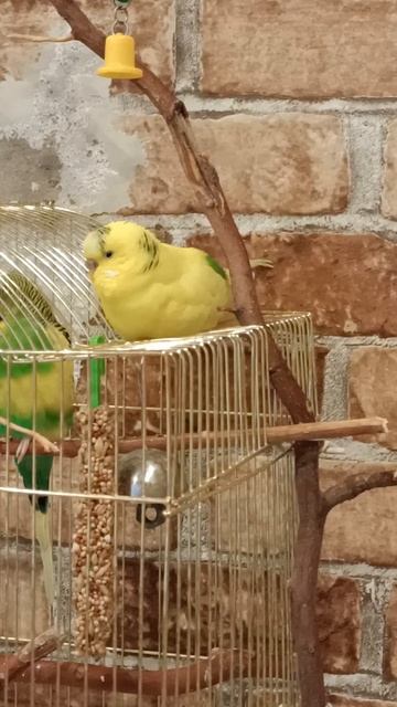 Лаймочка спит на животе🥴 смотреть онлайн