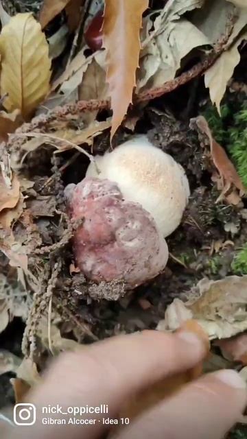 Meraviglie Appenniniche #shorts #funghiporcini #funghi #porcini #ciuperci #fungi #setas #boletus смотреть онлайн