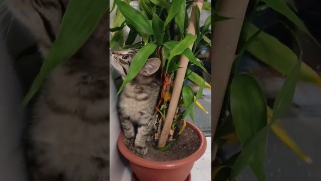 Проделки Умки смотреть онлайн