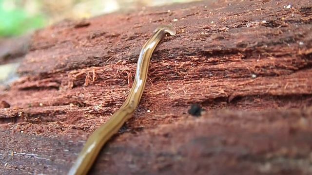 ワタリコウガイビル смотреть онлайн