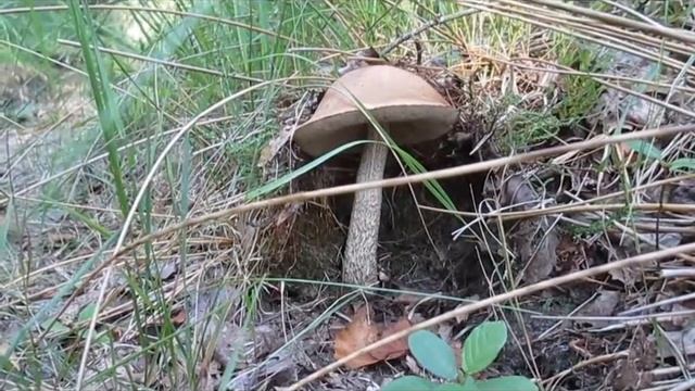 Подберёзовик