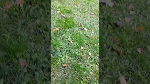 Грибочки, Ягодки. смотреть онлайн