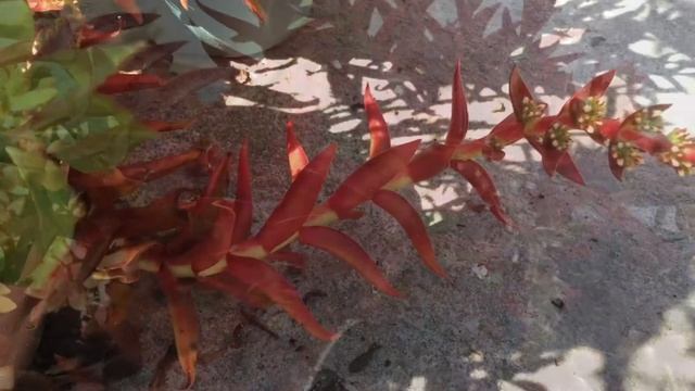 Crasula Capitella Campfire || Cuidados Y Propagación