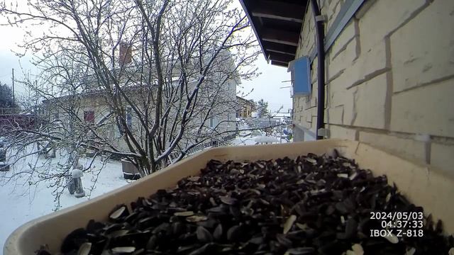 Дятел самый хитрый) смотреть онлайн