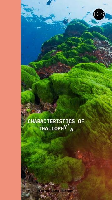 Division Thallophyta Class 11 Biology #shorts #biology