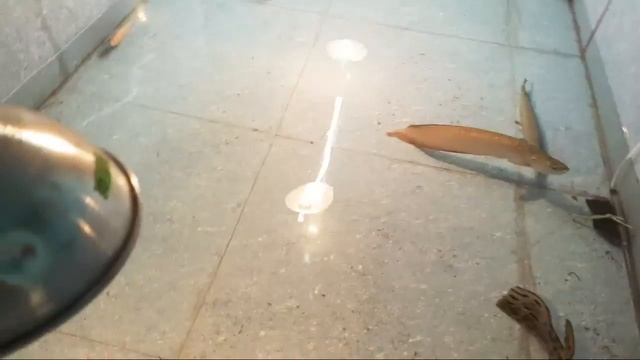 *NEW* GIANT ALLIGATOR GAR RESCUE FROM GALIFF STREET KOLKATA UPDATE MONSTER FISH AQUARIUM POND INDIA смотреть онлайн