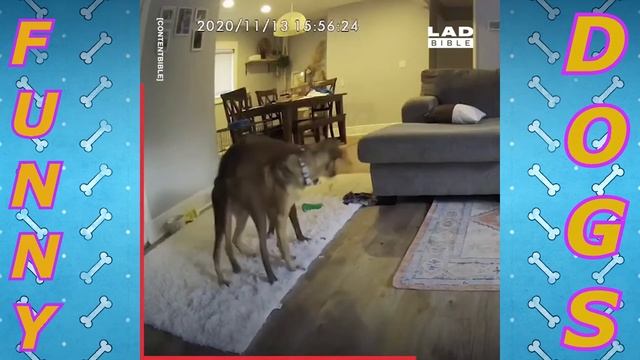 Подборка лучших приколов с собаками. Funniest Dog Video Compilation. смотреть онлайн