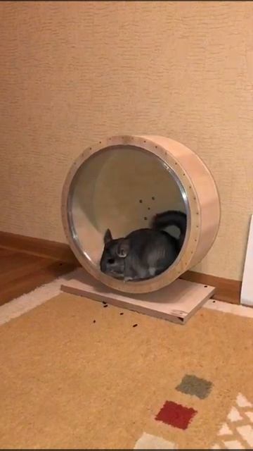 Шиншилла в беговом колесе смотреть онлайн