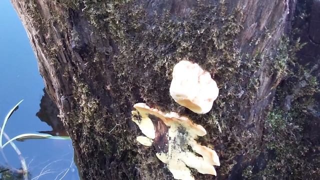 Наконец-то грибная вкусняшка!