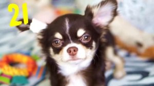 50 фактиов о Юмичю