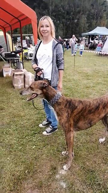 Greyhound (26 августа 2023 г. Выставка собак РАМЕНЬЕ, Грейхаунд) смотреть онлайн