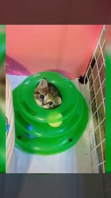 furry and funny puppies and cats lisa cats funny moments funny cats 2022 Ep 26 #funnyanimals2022 #c смотреть онлайн