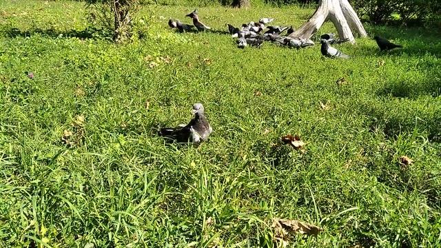 Голубь Тёпа на прогулке в стае 1 смотреть онлайн