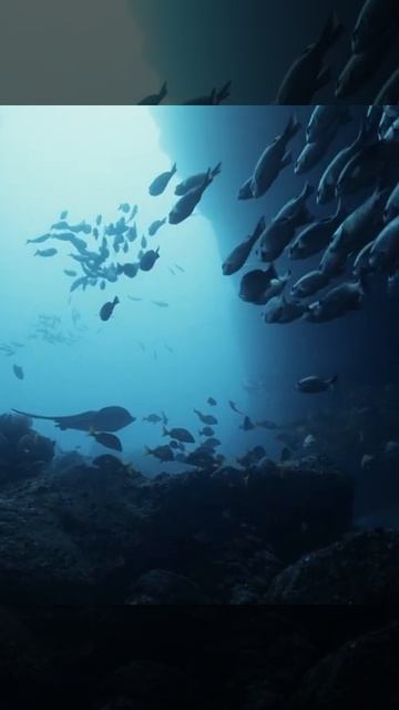 #underwater#photography #shorts смотреть онлайн