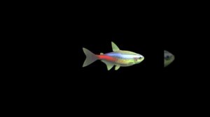 HoloOne: Голограмма рыбы 2 3D контент