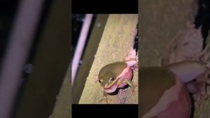 Смешные лягушки лучшая подборка.