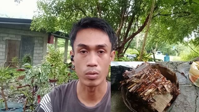 mga dahon na pangpainit sa kabuteng saging смотреть онлайн