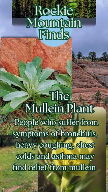 What Luck! I found a Mullein Plant on my hike in the Rockie Mountains! смотреть онлайн