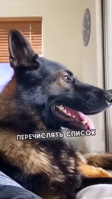 Полицейская собака реагирует на определенные слова 😂❤️ #shorts смотреть онлайн