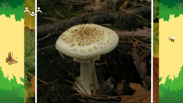 День в Шишкином Лесу. Доктор. Собираем грибы