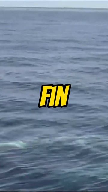 2nd heaviest animal - North Pacific right whale смотреть онлайн