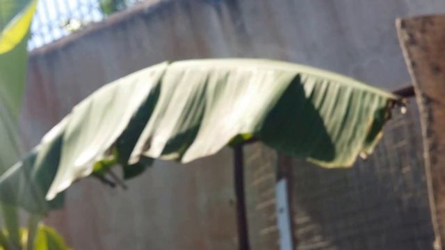 671- Aranha da bananeira смотреть онлайн