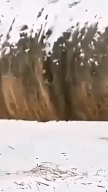 wao most powerful hunting (peregrine falcon) #short смотреть онлайн